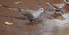 Next to a zebra finch at a waterhole, Northern Territory, Australia