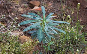 Feuilles de l'Euphorbe characias dans la Forêt domaniale de Sète.