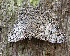 Description de l'image Hamadryas amphichloe Pale Cracker - Flickr - gailhampshire (1).jpg.