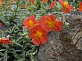 Devaterník Helianthemum cv. 'Firedragon'