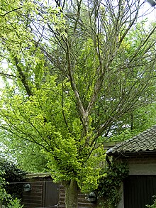 Iepziekte op goudiep (Ophiostoma ulmi on Ulmus hollandica 'Wredei' 4 May 2009).jpg