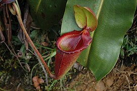 A rare aerial pitcher