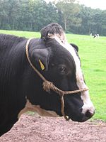 Een kop van een stier