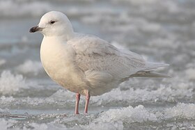 Mažasis poliarinis kiras (Larus glaucoides)