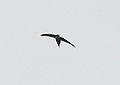 Lesser swallow-tailed swift