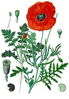 Papaver rhoeas - Köhler–s Medizinal-Pflanzen-101.jpg