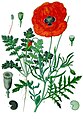 Papaver rhoeas