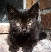 Black Kitten