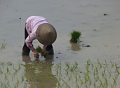 Repiquage du riz au nord de Hanoï.