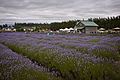 Tại Sequim, Washington