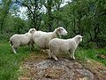 Dalasau sheep in Norway.