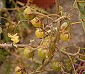 Solanum pyracanthos