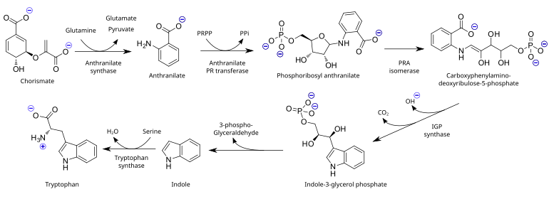 De biosyntheseroute van tryptofaan