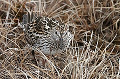 Description de l'image White-rumped Sandpiper.jpg.