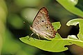 Anartia jatrophae