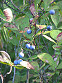 Wild Blueberries, Pine Barrens (New Jersey)