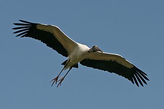 Wood stork in flight