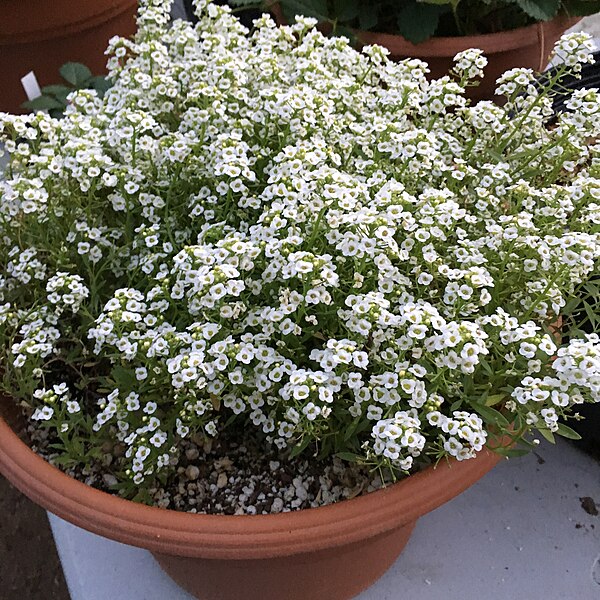 File:'Giga White' alyssum IMG 5039.jpg