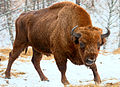 Visent (Bison bonasus)