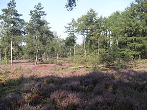 Schaijkse Heide, nabij de Palmstraat