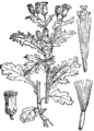 Senecio vulgaris Navadni masléni grint plate 264 in: Martin Cilenšek: Naše škodljive rastline Celovec (1892)