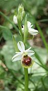 Ophrys × pulchra