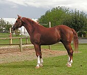 A reddish-brown horse, facing left, wearing a halter and looking alert with its ears forward