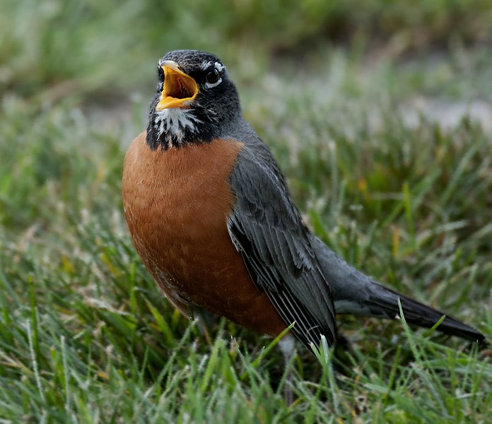 File:American Robin (16200921354).jpg