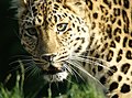 Amur Leopard (Panthera pardus), Colchester Zoo