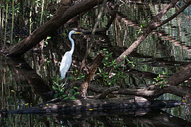 Ardea alba (Great Egret)