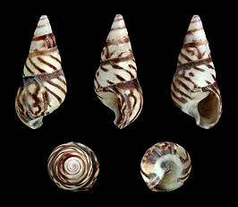 Bankivia fasciata