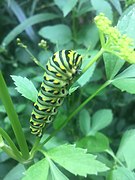 Black Swallowtail Chapel Hill NC.jpg