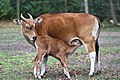 Banteng (Bos javanicus)