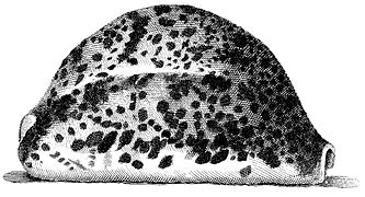 Illustration de l’Index Testarum Conchyliorum de Niccolò Gualtieri (1742).