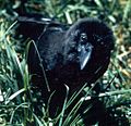 Hawaiiko belea (Corvus hawaiiensis)