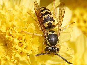 Sjiisk Wesp (Vespula germanica)