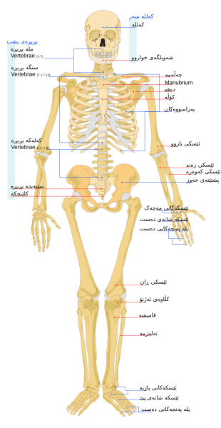 File:Human skeleton front ckb.svg