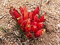 3.a Holoparàsita Hyobanche sanguinea, Richtersfeld, Namaqualand, northern cape, Sud-àfrica