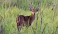 Hog deer in Manas National Park