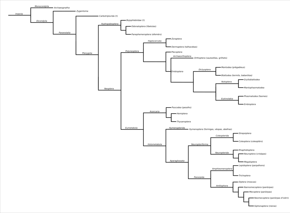 Taxonomia deis insèctes a la fin deis ans 2020.