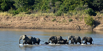 Loxodonta africana (African Bush Elephant)