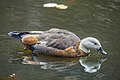 * Nomination: Paradise shelduck (Tadorna variegata) female --Charlesjsharp 11:53, 28 October 2024 (UTC) * Review  Comment Head is slightly overexposed, fixable?