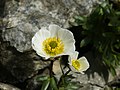 3434 Lom issoleie Ranunculus glacialis