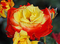 Multicolored roses