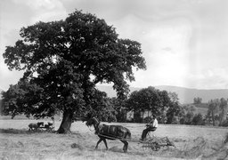 Soldat fährt mit dem Heuwender - CH-BAR - 3238719.tif