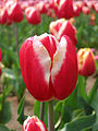 Một bông hoa tulip với các cánh đài giống như cánh hoa.