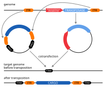 Transposon 2-plasmid-system.svg