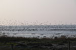 Sea with birds flying above