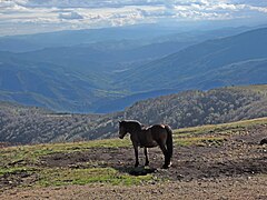 Wild Horse at Kamarište Peak 02.jpg