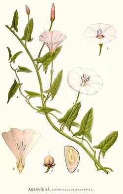 Peltokierto (Convolvulus arvensis)